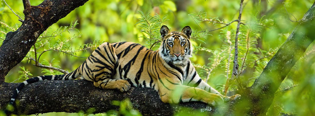 Royal Tiger, Jim Corbett Tiger Reserve. Royal Tiger, Jim Corbett Tiger Reserve.