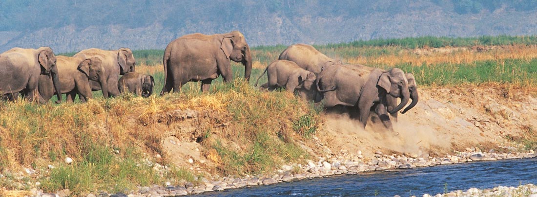 Elephant Safari, Jim Corbett Tiger Reserve. Elephant Safari, Jim Corbett Tiger Reserve.