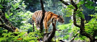 About Corbett, Jim Corbett Tiger Reserve. About Corbett, Jim Corbett Tiger Reserve.