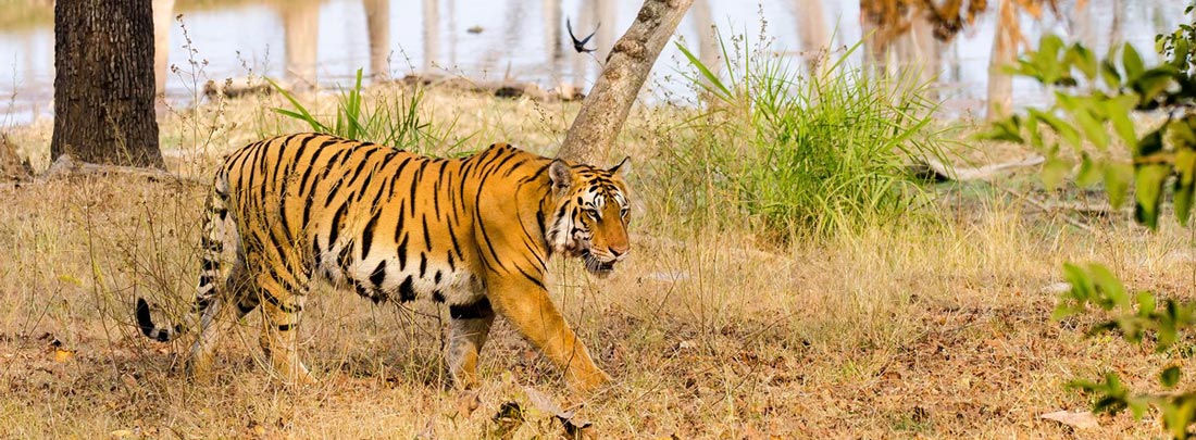 About Corbett, Jim Corbett Tiger Reserve.