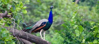 Best Time To Visit, Jim Corbett Tiger Reserve. Best Time To Visit, Jim Corbett Tiger Reserve.