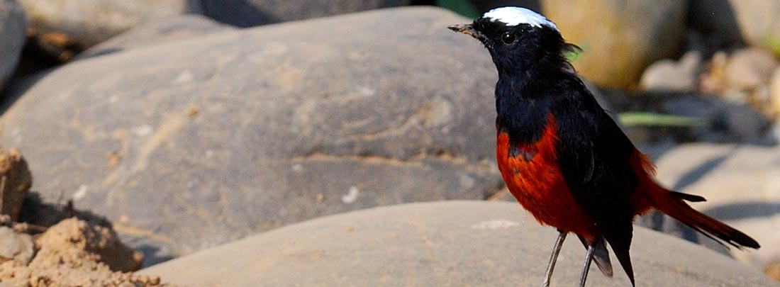 Best Time to Visit, Jim Corbett Tiger Reserve.