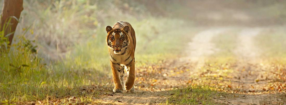 Contact, Jim Corbett Tiger Reserve.
