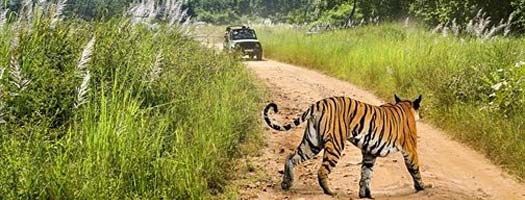 Dhikala 1N/2D Tour, Jim Corbett Tiger Reserve.