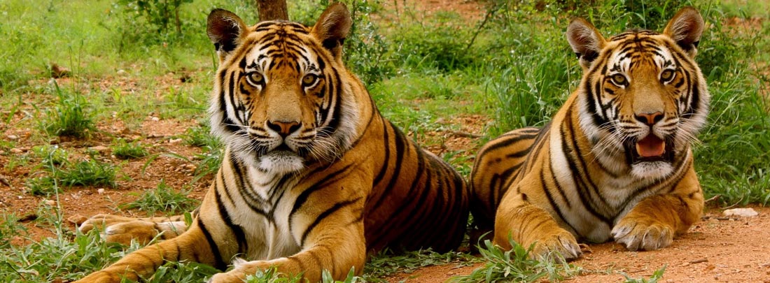 Corbett Dhikala Dhikala 2N 3D Tour, Jim Corbett Tiger Reserve.