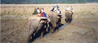 Elephant Safari, Jim Corbett Tiger Reserve. Elephant Safari, Jim Corbett Tiger Reserve.