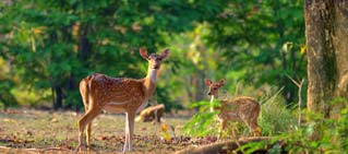 FAQs, Jim Corbett Tiger Reserve. FAQs, Jim Corbett Tiger Reserve.