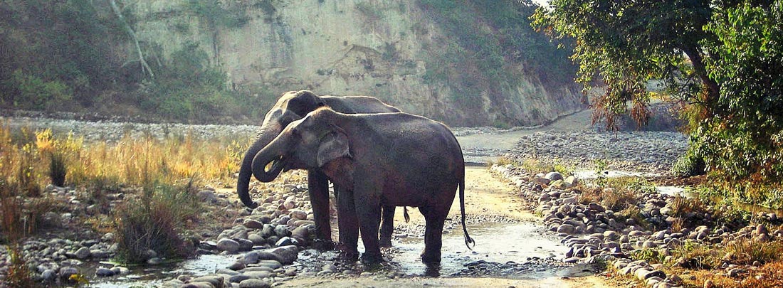 FAQs, Jim Corbett Tiger Reserve.