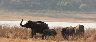 Flora Fauna, Jim Corbett Tiger Reserve. Flora Fauna, Jim Corbett Tiger Reserve.