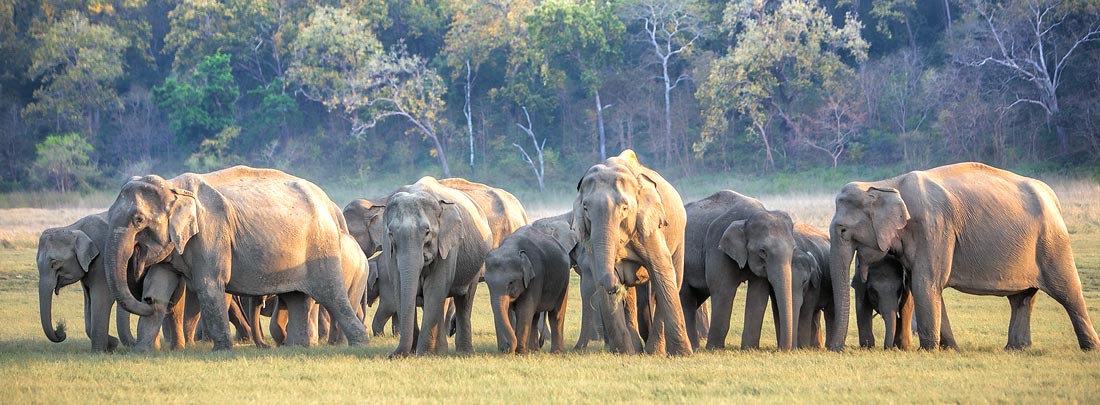 Flora & Fauna, Jim Corbett Tiger Reserve.