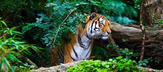 Habitats and Ecosystem, Jim Corbett Tiger Reserve. Habitats and Ecosystem, Jim Corbett Tiger Reserve.