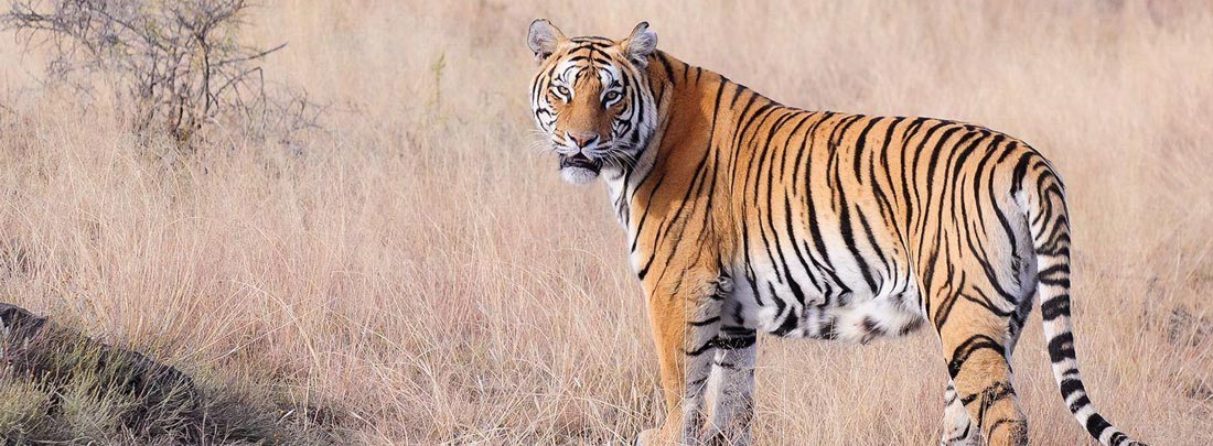 Habitats and Ecosystem, Jim Corbett Tiger Reserve.