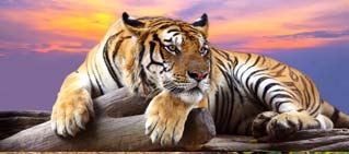 How To Reach, Jim Corbett Tiger Reserve. How To Reach, Jim Corbett Tiger Reserve.