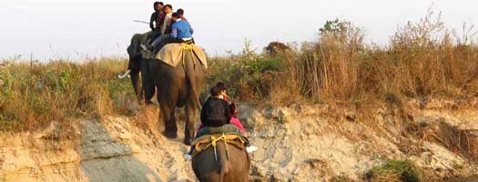 Corbett Luxury Tour, Jim Corbett Tiger Reserve.