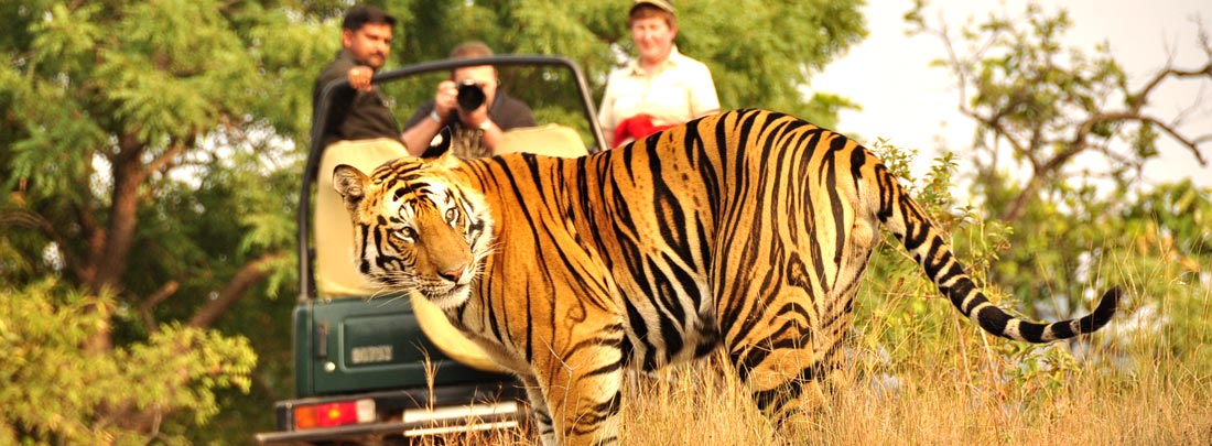 Corbett Luxury Tour, Jim Corbett Tiger Reserve.