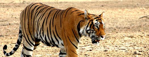 Corbett Tiger Tour, Jim Corbett Tiger Reserve.