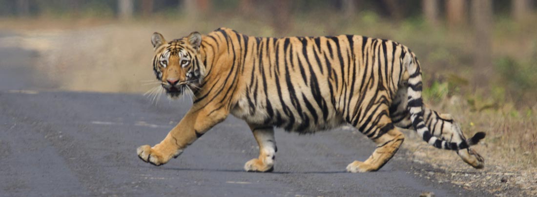 Corbett Tiger Tour, Jim Corbett Tiger Reserve.
